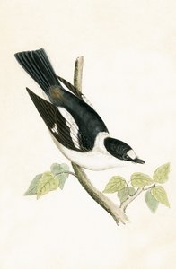 Fehérgalléros légykapó, illusztrációja Charles Robert Bree (1811-86) „A Brit-szigeteken nem megfigyelt európai madarak története” című művéből, 1867. alkotó: English School