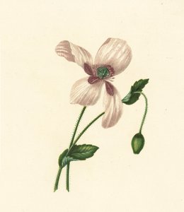 Fehér mák, Papaver Somniferum (színes litográfia) alkotó: English School
