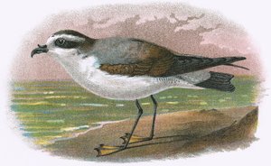 Fehér hasú Petrel