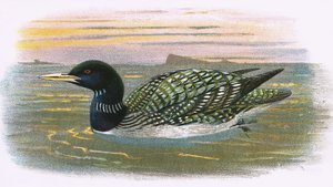 White billed Diver alkotó: English School