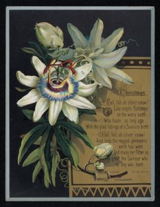 Fehér golgotavirág, karácsonyi üdvözlőlap. (chromolitho) alkotó: English School