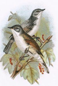 Whitethroat (alul) és Lesser Whitethroat (fent)