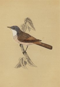 Whitethroat (színes litó) alkotó: English School