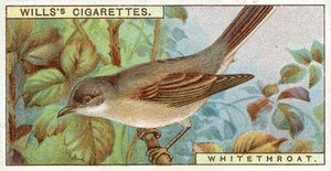 Whitethroat alkotó: English School