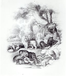 Vadállatok a Föld és az animált természet történetéből, Oliver Goldsmith, London, 1840 alkotó: English School
