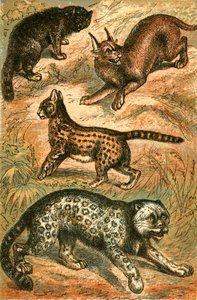 Vadmacska, Serval, Uncia és Caracal alkotó: English School