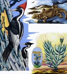 Vadon élő montázs alkotó: English School