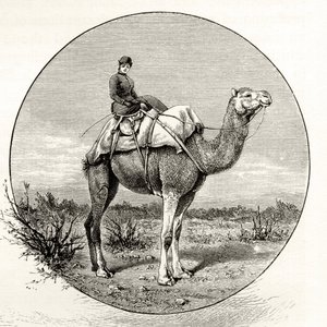 Nő tevén Ausztráliában, 1880 körül, Howard Willoughby „Australian Pictures” című művéből, a Religious Tract Society, London, 1886 alkotó: English School