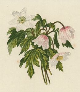 Erdei nőszirom, Anemone Nemorosa (színes litográfia) alkotó: English School