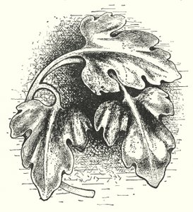 Fafaragás: levél (metszet) alkotó: English School