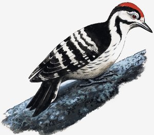 Harkály (Downy Woodpecker) alkotó: English School