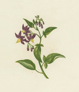 Woody Nightshade, vagy Bitter Sweet, Solanum Dulcamara (színes litho) alkotó: English School