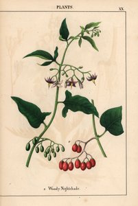 Fás nadálytő lila virágokkal és piros bogyós gyümölcsökkel   , a "The Instructive Picturebook, or Lessons from the Vegetable World", [Charlotte Mary Yonge], Edinburgh alkotó: English School