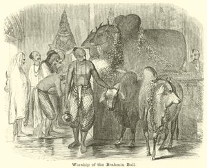 A brahmin bika imádata alkotó: English School