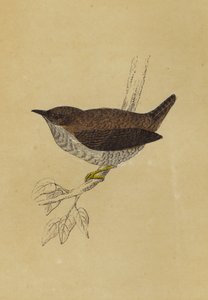 Wren (színes litográfia) alkotó: English School