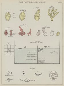 Élesztő növény, Saccharomyces Cerevisiae (színes litográfia) alkotó: English School