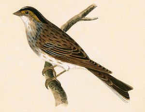 Sárga szemöldökú vöcsök, illusztráció Charles Robert Bree (1811-86) "A History of the Birds of Europe Not Observed in the British Isles" című, 1867-ben megjelent művéből.