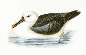 Sárga orrú albatrosz, Charles Robert Bree (1811-86) „A Brit-szigeteken nem megfigyelt európai madarak története” című illusztrációja, 1867.