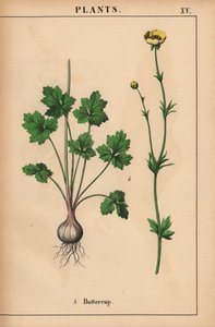 Sárga boglárka  , a "The Instructive Picturebook, or Lessons from the Vegetable World", [Charlotte Mary Yonge], Edinburgh alkotó: English School
