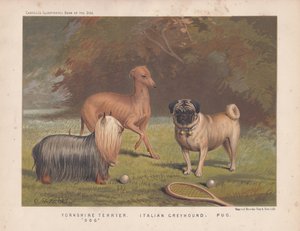 Yorkshire terrier, olasz agár és mopsz teniszütővel és labdákkal alkotó: English School