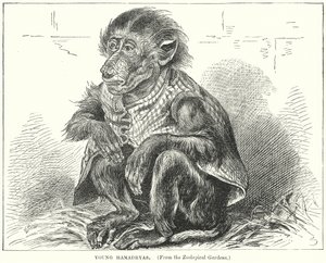 Fiatal Hamadryas (metszet) alkotó: English School