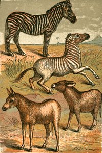 Zebra, vadszamár, quagga és közönséges szamár alkotó: English School