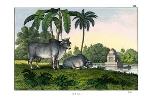 Zebu alkotó: English School