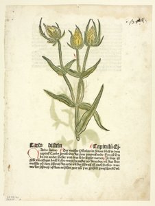 Tövis (recto) és tövisbimbó (verso) a Gart Der Gesundheit (más néven Hortus sanitatis, vagy az egészség kertje), 32. tábla a Woodcuts from Books of the 15th Century (Favágások a 15. századi könyvekből) című kötetből.