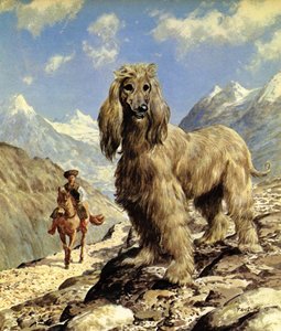 Afgán kopó (színes litográfia)