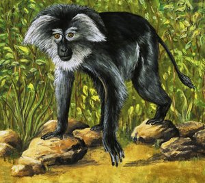 Furcsa majmok