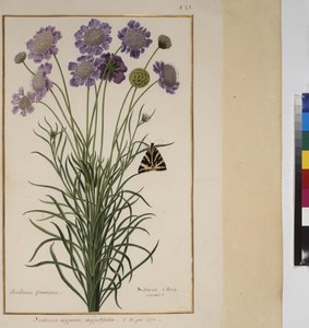 Egész oldal: növénytanulmány, 1650-75 körül alkotó: Erich Lessing