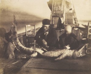 Az első fedélzeti krokodil boncolása, Felső-Egyiptom, 1852.