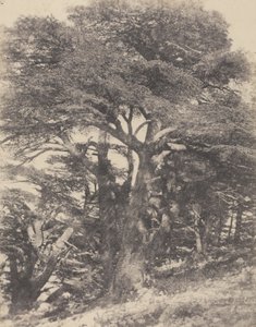 Groupe de Cèdres de Mt. Liban / [Cédrusfák csoportja, Libanon-hegy]