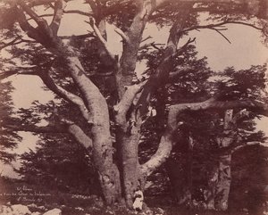 Mt. Libanon. Salamon egyik cédrusának törzse, 1850-53.