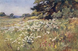Napsütés Meadowlandben