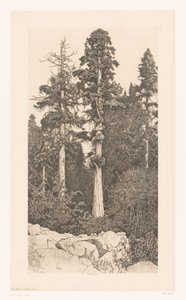 Sequoia boom Baby Sequoia alkotó: Ernest Haskell (signed by artist)