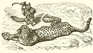 A leopárd és a róka