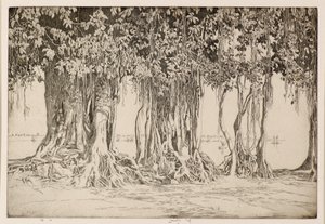 A Banyan fa