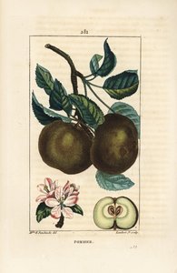 Almafa - Alma, Malus domestica, ággal, levéllel, terméssel, virággal és érett gyümölccsel a magokat mutató részben. Lambert Junior kézi csíkos rézmetszete Ernestine Panckoucke rajzából a Chaumetonból, Poiret és Chamberet „” La” című művéből