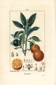 Bigaradier, Orange, Citrus aurantium, ággal, levéllel, virággal, érett és éretlen gyümölccsel és gyümölcsszeletekkel. Lambert Junior kézi csíkos rézmetszete Ernestine Panckoucke rajzából, Chaumetonból, Poiret és Chamberet "