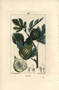 Botanikai tábla: fügefa ága fügével - Fügefa, Ficus carica, amelyen ág érett gyümölcsökkel és levelekkel, valamint egy gyümölcsmetszet látható. Lambert Junior kézi színű rézmetszet, Madame E. Panckoucke chaumetoni rajzából,