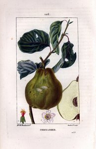 Botanikai tábla: birsfa, Pyrus oblonga, amelyen a gyümölcs, a virág, a levelek, a gyümölcs ága és egy része látható. Lambert Junior kézi csíkos rézmetszete Madame Panckoucke chaumetoni rajzából, Poiret et Chamberet „” La Flore Med” című műve