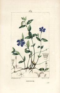 Kis sziklák - Kis sziklák, Vinca minor, virággal, levéllel, szárral, gyökérrel és maggal. Lambert Junior kézi csíkos rézmetszete Ernestine Panckoucke rajzából, Chaumetonból, Poiret és Chamberet „” La Flore Medicale”,” P.