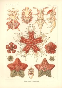 Asteridea - Sea Star, Pl.40. a "Kunstformen der Natur"-ból, Adolf Giltsch metszete, 1904-ben megjelent (színes litó)