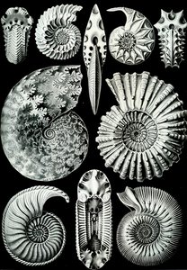 Ammonitida illusztrációja a "Természet művészeti formái" 1904-ből (litho) alkotó: Ernst (after) Haeckel