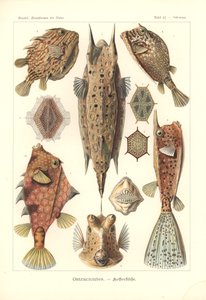 Ostracion - teleosts, Pl.42 a "Kunstformen der Natur"-ból, metszett Adolf Giltsch, megjelent 1904 (színes litho)