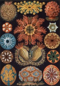 Ascidiae, 85. lemez az "Art Forms of Nature"-ből