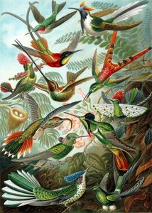 Példa a Trochilidae családból, „a természet művészeti formái”