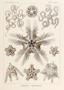 10. tábla Ophiothrix Ophiodea a "Kunstformen der Natur"-ból (Művészet a természetben), illusztrálta Ernst Haeckel (1834-1919)