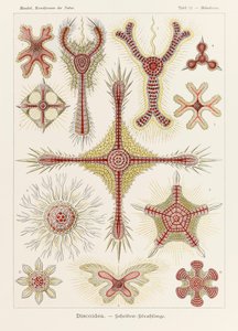 11. tábla Heliodiscus Discoidea a "Kunstformen der Natur"-ból (Művészet a természetben), illusztrálta Ernst Haeckel (1834-1919)